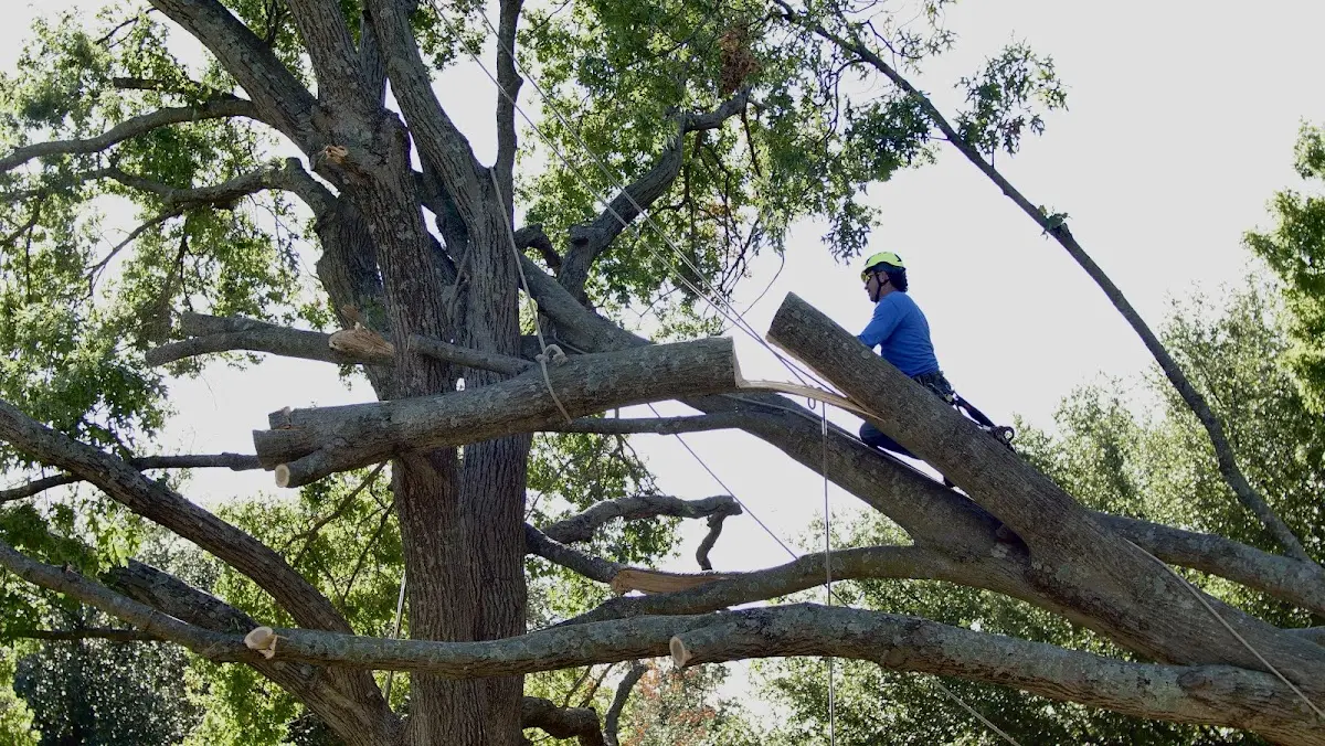 Professional Crown Thinning performed by certified arborists in Paskenta