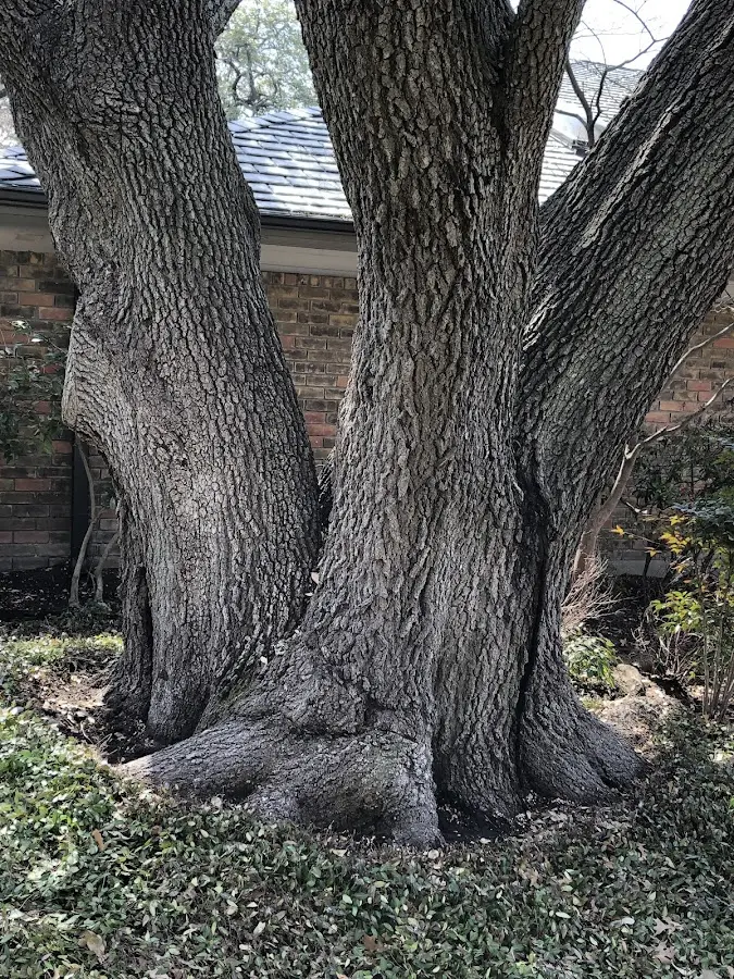 Mature heritage tree close to a Paskenta property cared for by certified arborists